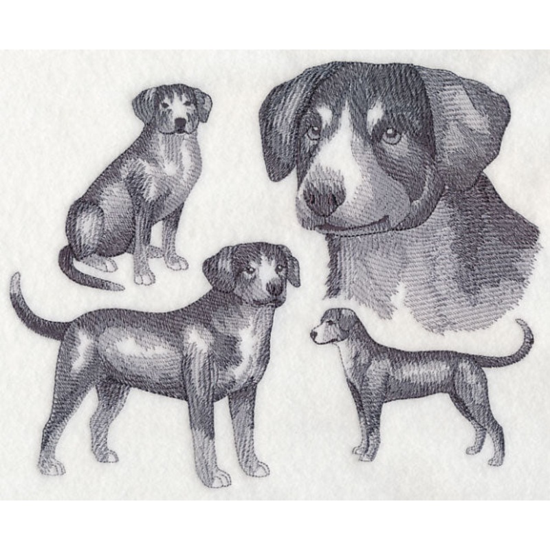 Entlebucher Mountain Dog Sketch (Full Tail)