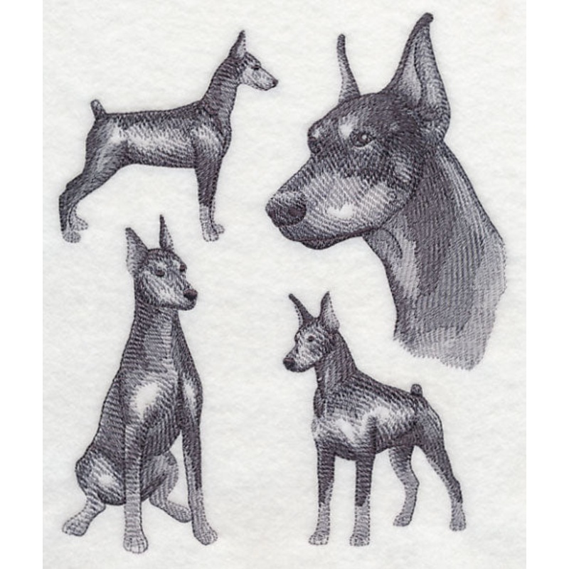 Doberman Sketch (Docked Tail and Cropped Ears)