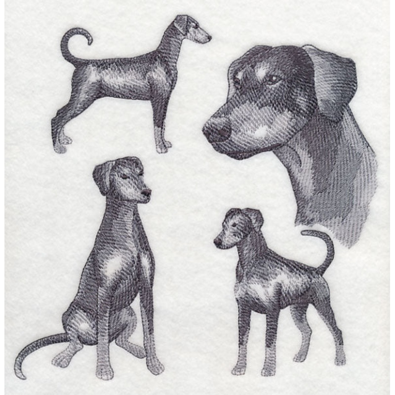Doberman Sketch (Full Tail and Ears)